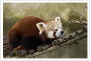 The red panda is found in the Himalayan foothills, which extend through Northeast India.